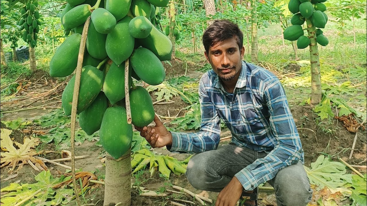 পেঁপে চাষে অবিশাস্য ফলন- বিঘা প্রতি আয় ৪ লাখ টাকা বিস্তারিত দেখুন পুরো প্রতিবেদনে।