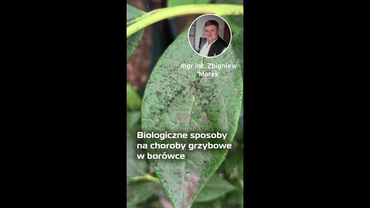 Bor&oacute;wka w tunelu - biologiczne sposoby na choroby grzybowe - Zbigniew Marek
