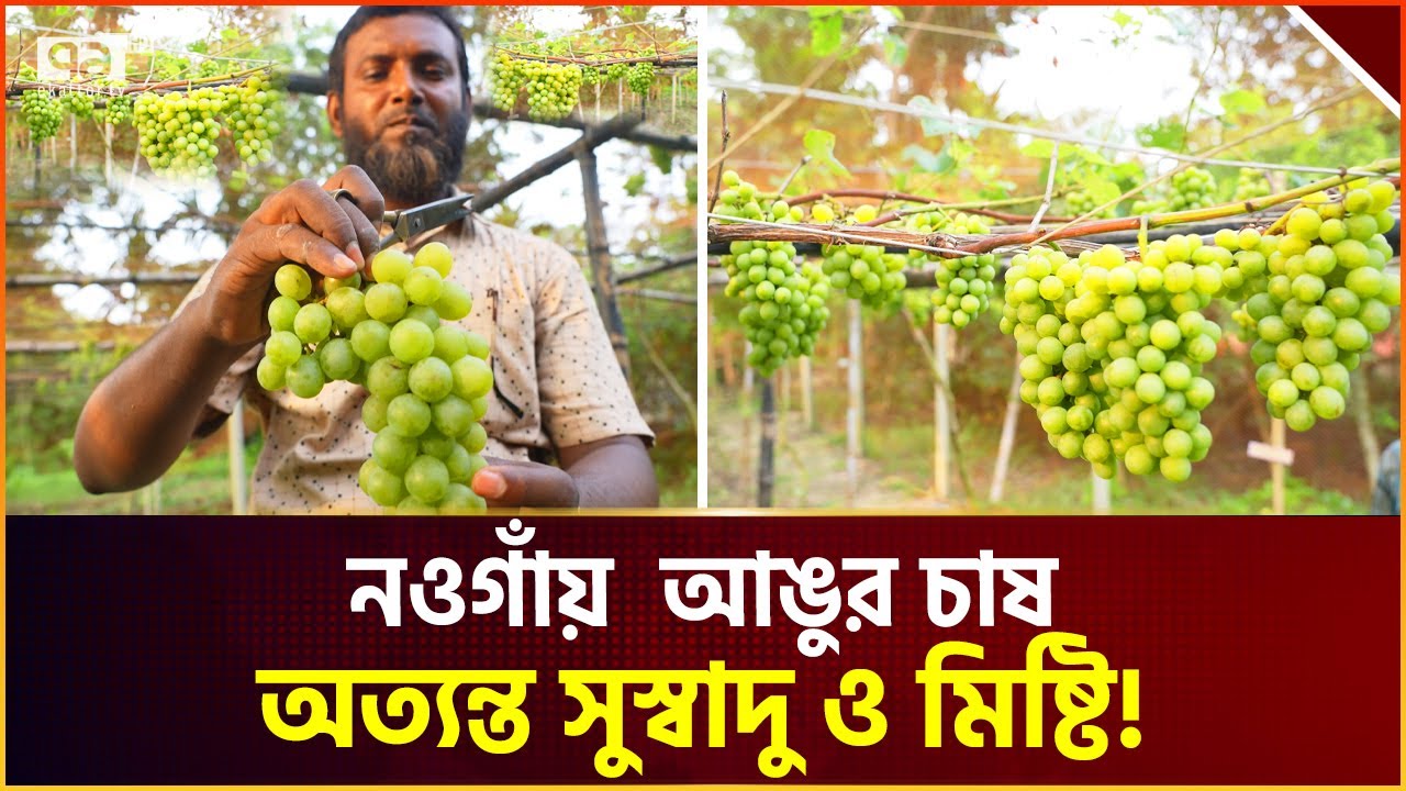 আঙুর চাষে নওগাঁতে পথ দেখাচ্ছেন আজাদ | News | Ekattor Tv