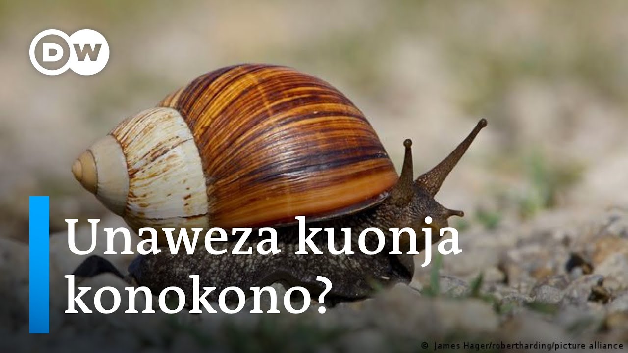 Konokono kama kitoweo
