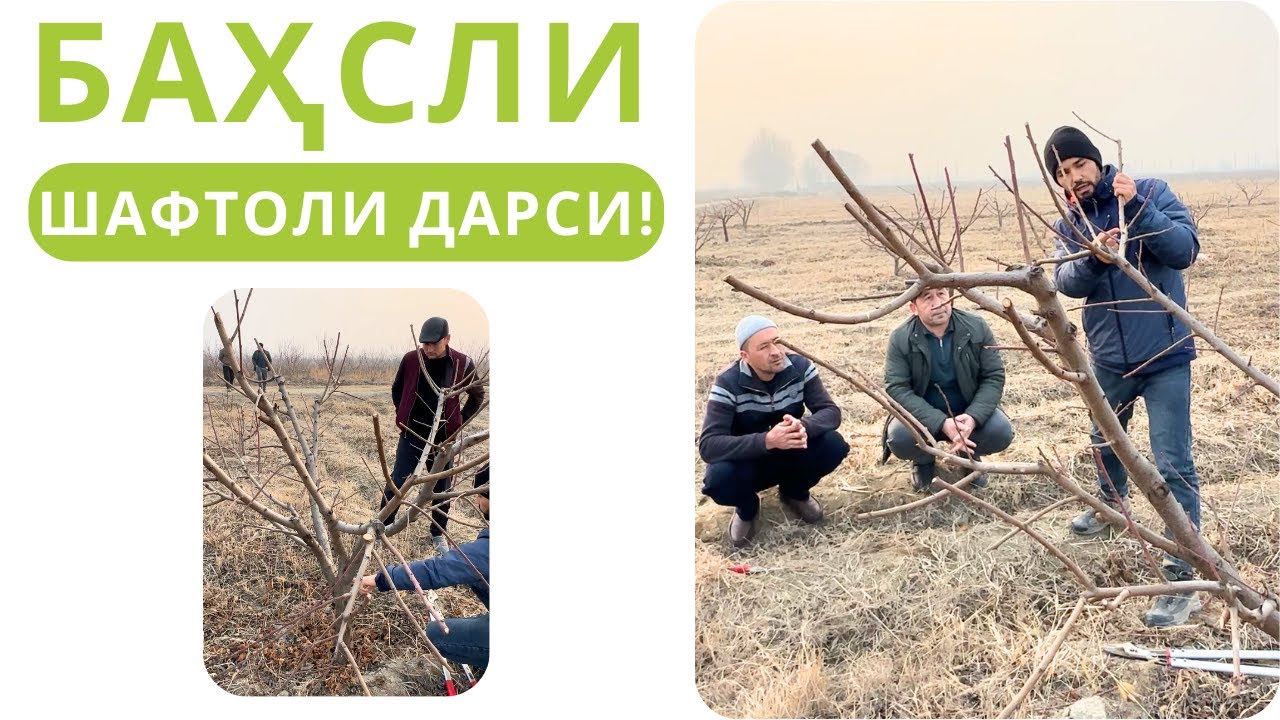 ВОДИЙ БЎЙЛАБ ШАФТОЛИ КЕСИШ ДАРСЛАРИ!