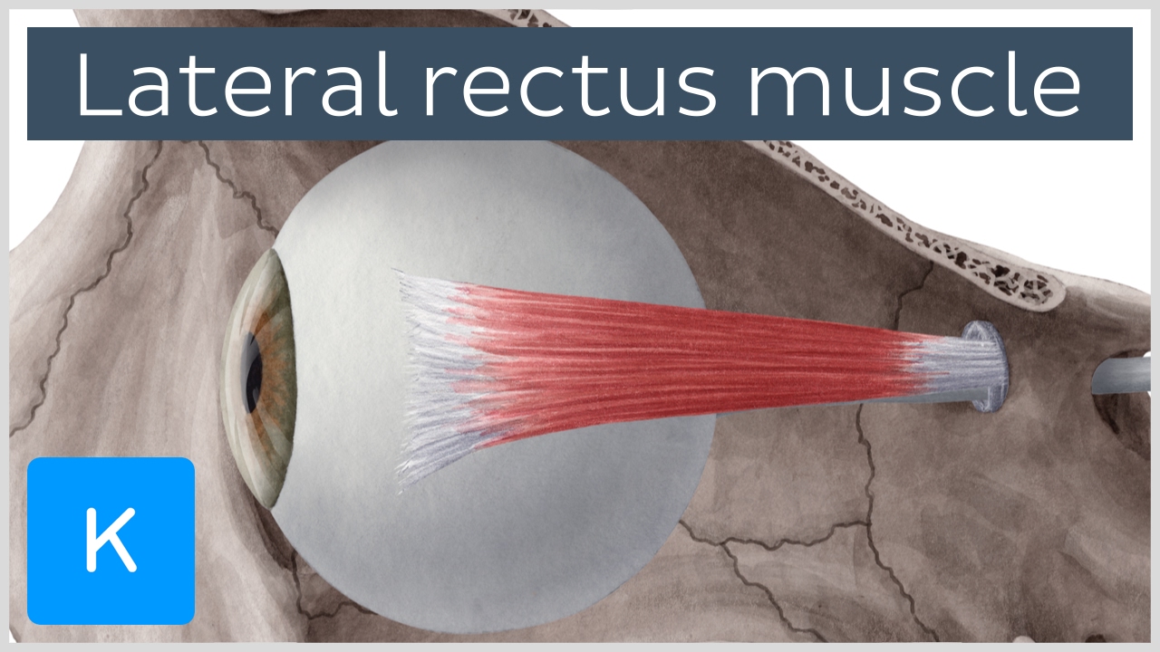 Lateral Rectus Muscle of the Eye - Human Anatomy |&nbsp;Kenhub