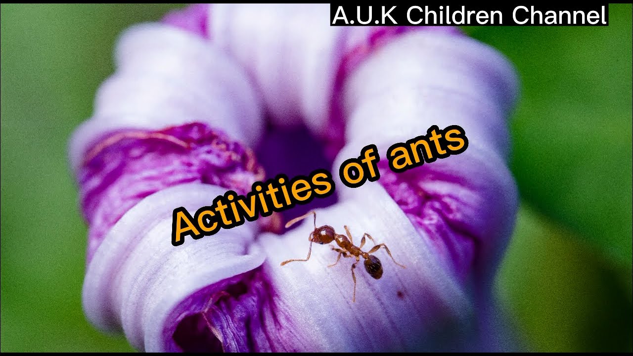 Activities of ants _ Be active like ants. @A.U.K. Chidren Channel