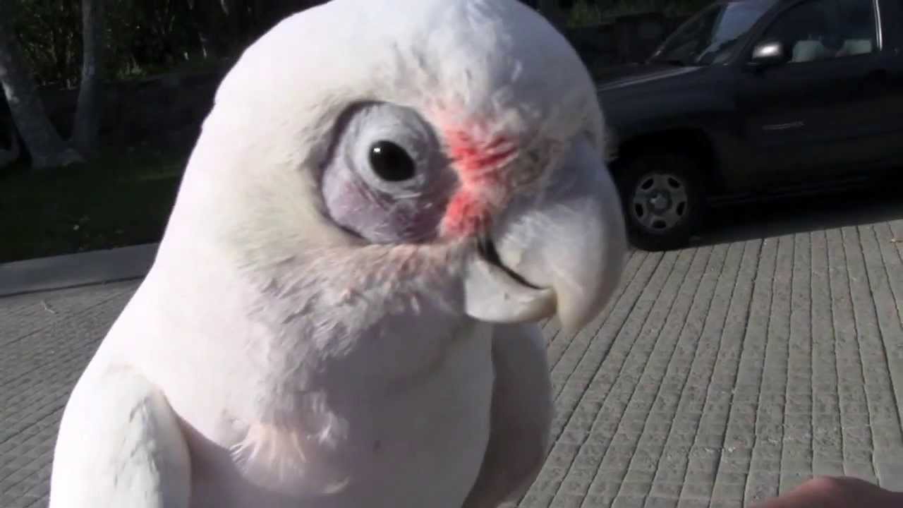 New Rescue: Bare Eyed Cockatoo