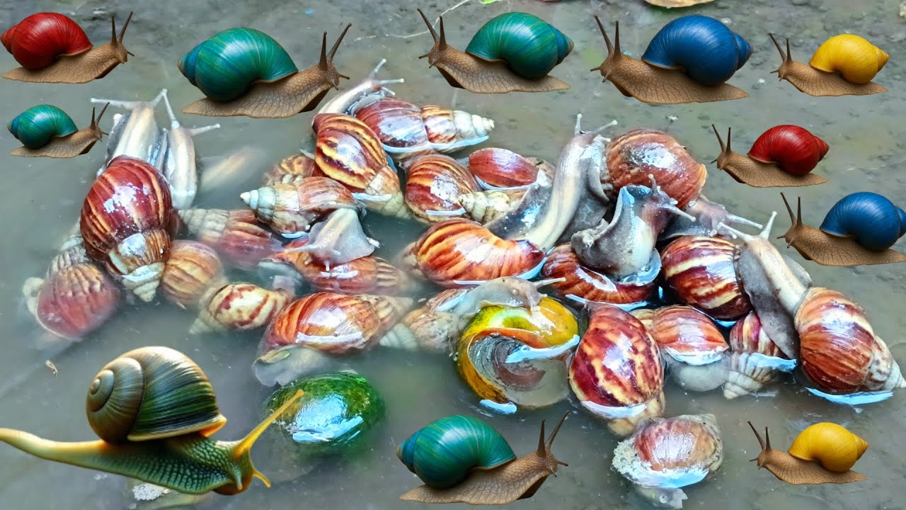 Hunting snail, mencari siput dan keong di sungai, dapat siput, keong, kelomang, main air, seru