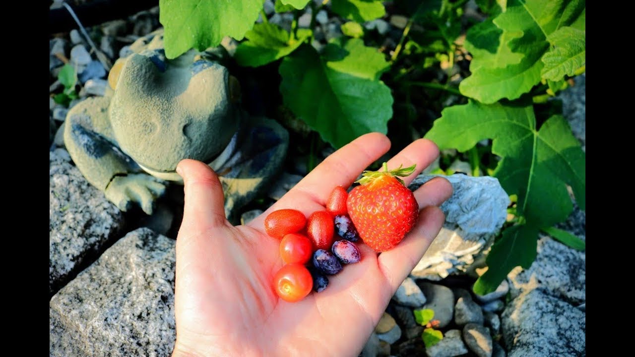 Updates in the Backyard Orchard: Che, Pawpaw, Muskmelons, etc...