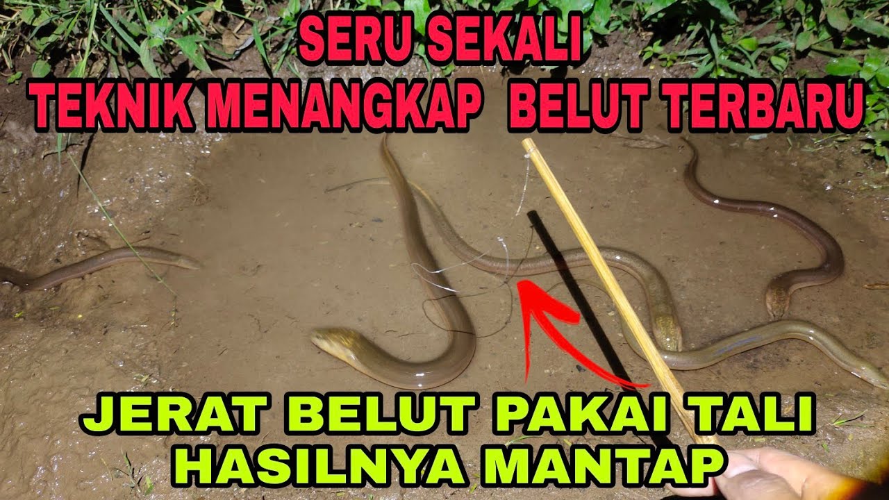 MENANGKAP BELUT MALAM HARI PAKAI JERATAN TALI