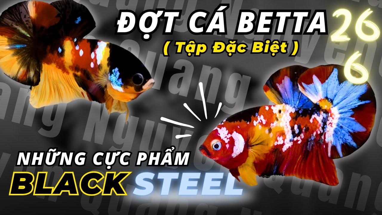 Đợt Cá Betta Black Steel Hàng Độc | Tập Đặc Biệt | Betta Quang Nguyễn