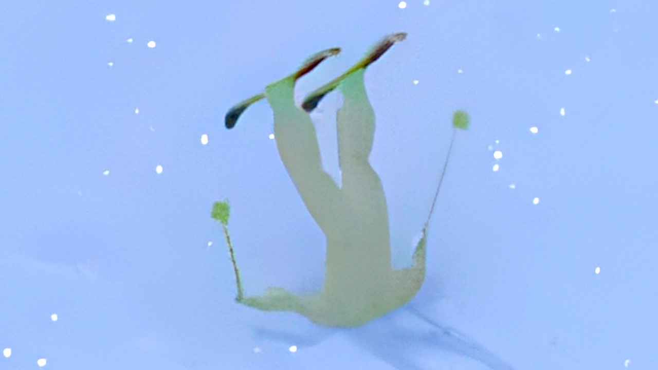 大事故だらけの雪山をスキーで爆走レースするゲームが面白すぎる【Snow Riders】