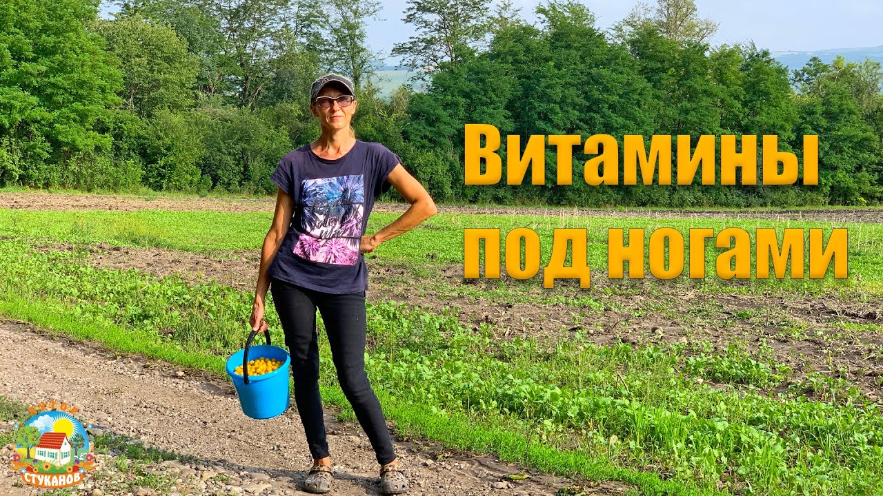 #269 Прокатились по посадкам и полям, собрали витаминов. Пробуем тушенку из утки