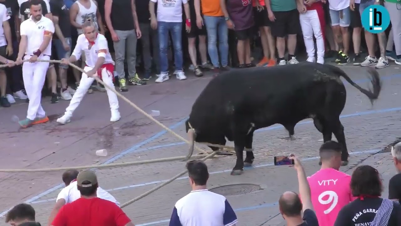 Recorrido de Comediante Toro Enmaromado 2024 de Benavente