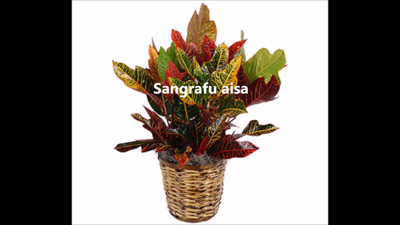 Aisa- Sangrafu