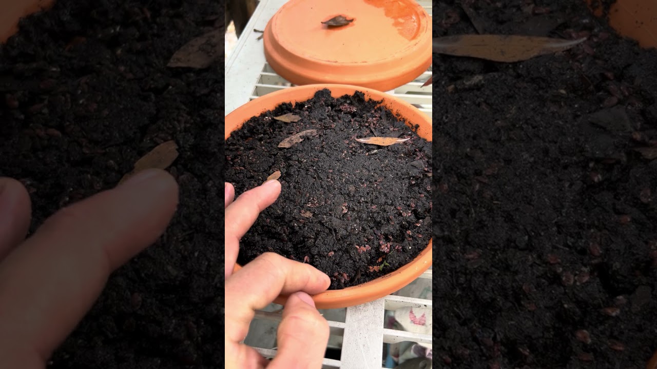 Can I grow plastic free food? Garden Update #microgreens #microplastics 