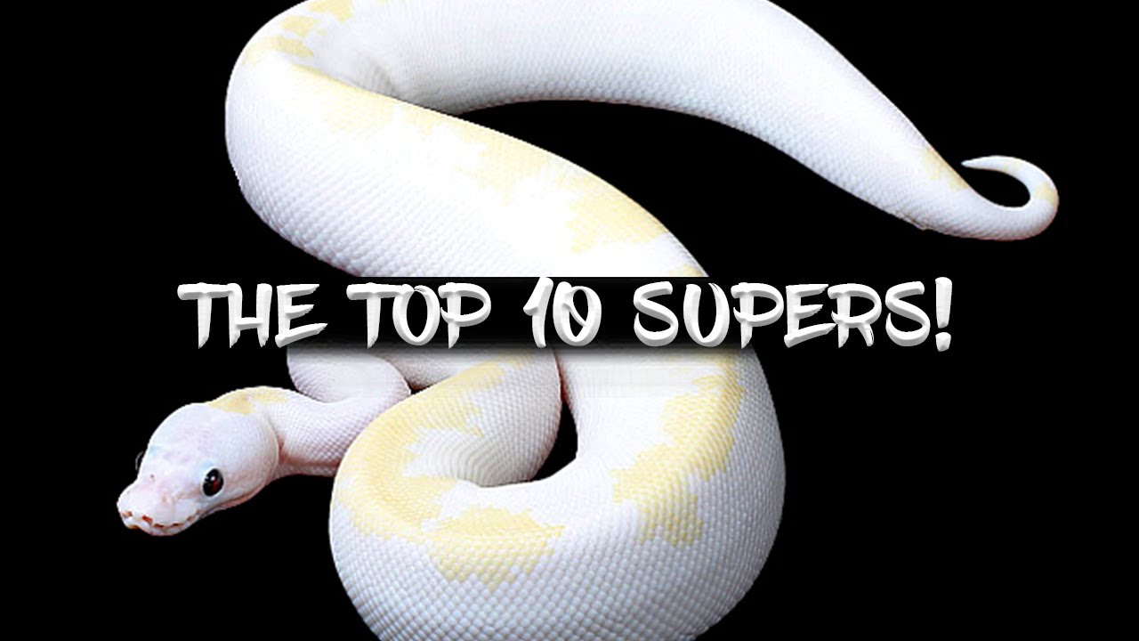The 10 Most Popular Ball Python Supers!