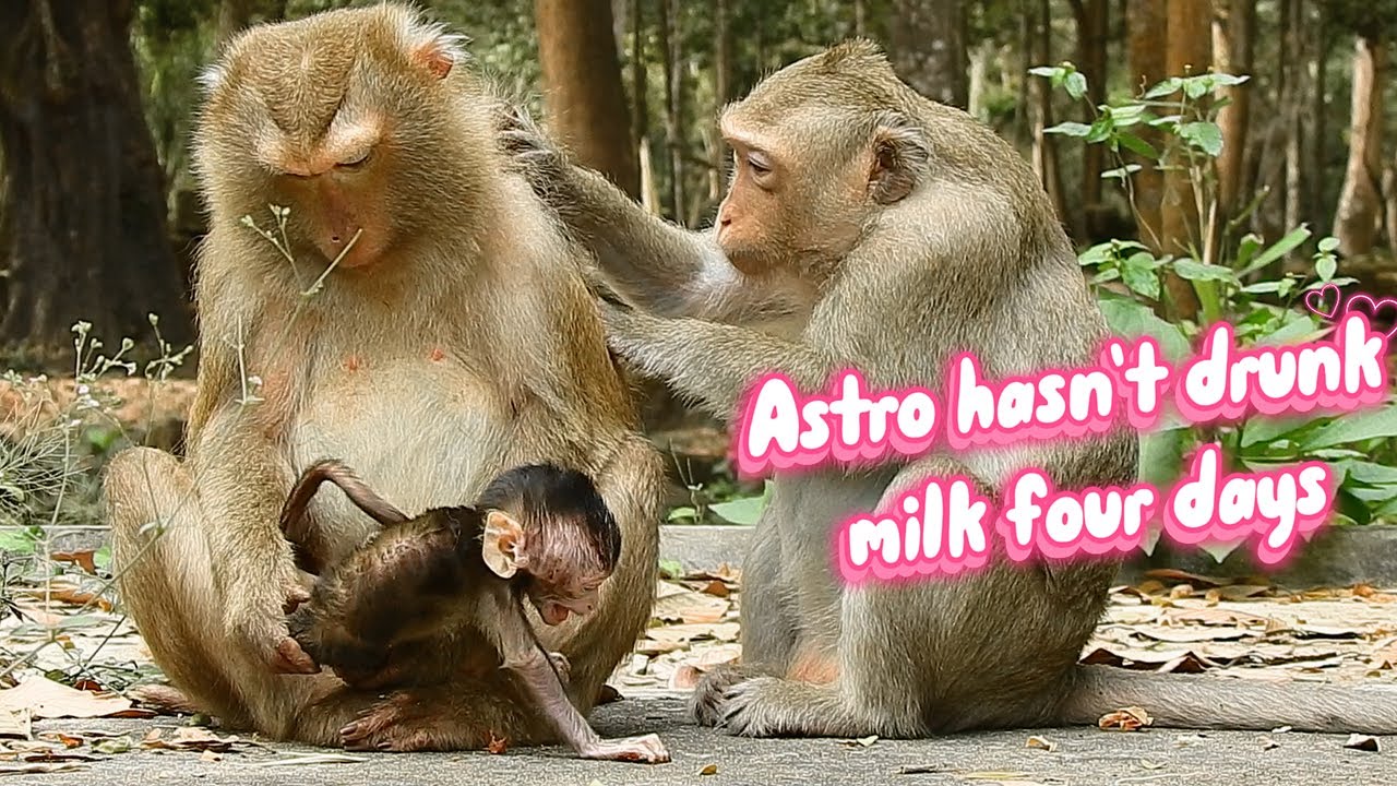 For Four days, Astro was cared for by Bonita and was not given any milk