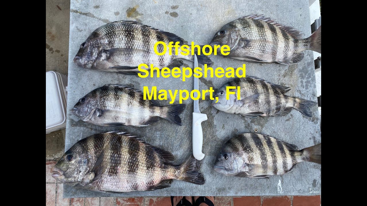 Offshore Sheepshead Mayport, Fl