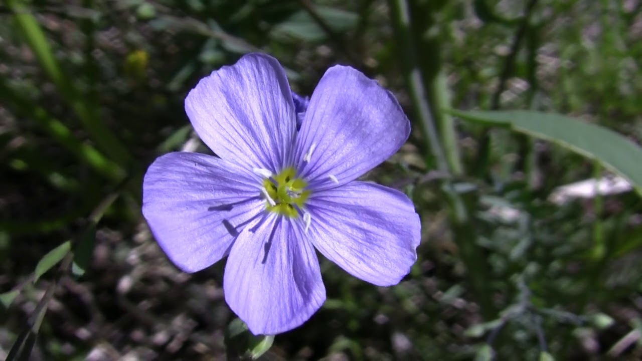 Olancha Peak: 2012-06-30