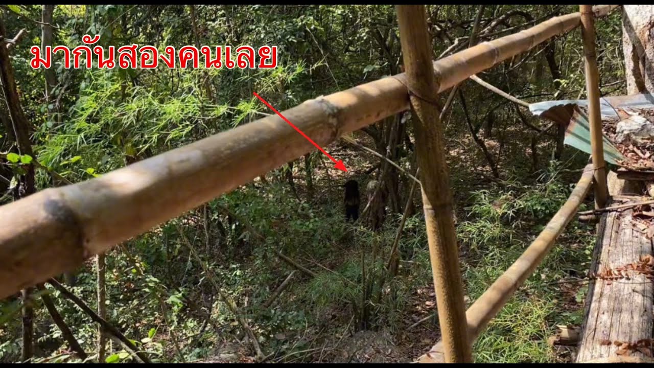 เข้ามาในป่าที่พีบอกสิ่งที่เจอกลับไม่เป็นไปที่คิด