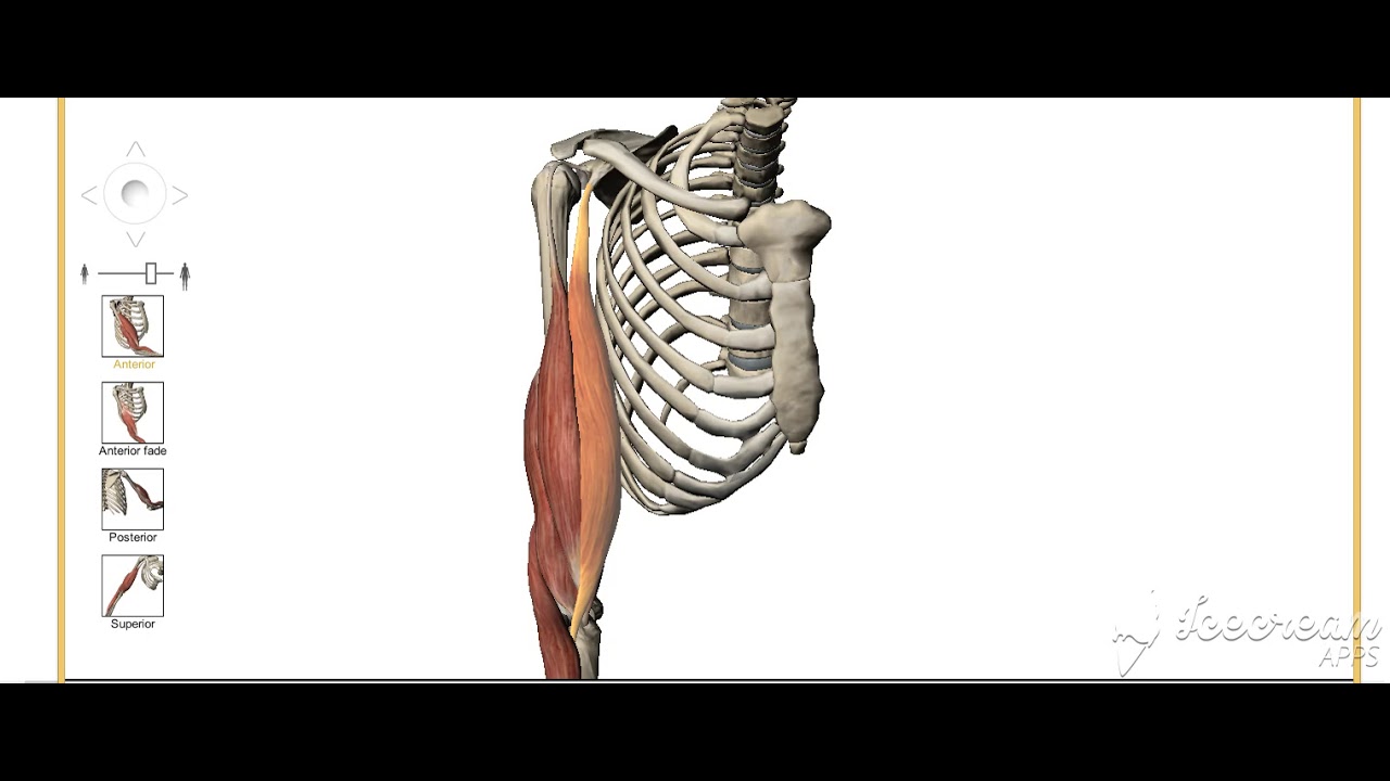 Brachioradialis muscle 2
