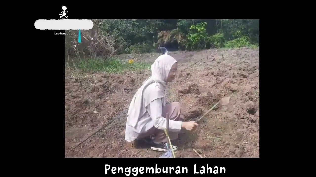 Addellia Dieva Febrina_Tomat Cherry Golden Sweet_Minggu ke-1