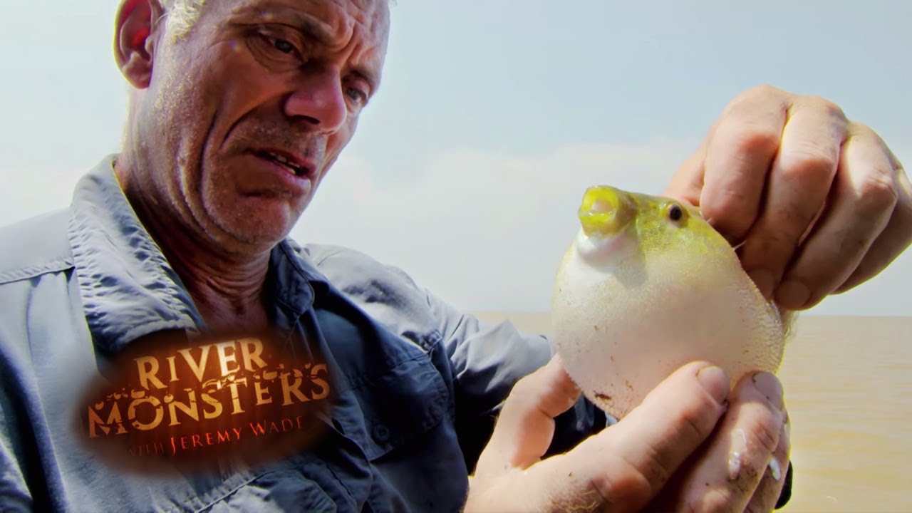 Handling a Deadly Pufferfish | PUFFERFISH | River Monsters