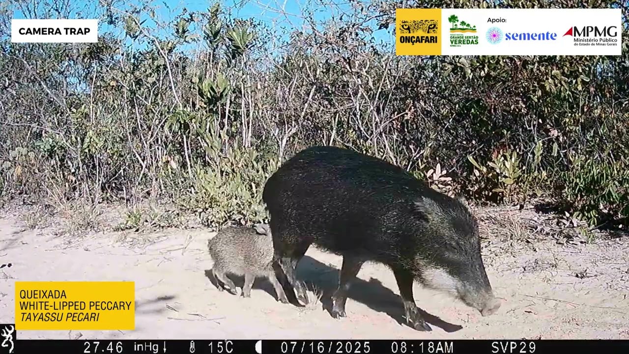 Melhores Momentos | Junho a Julho de 2025 | Cerrado, Base Parque Nacional Grande Sertão Veredas
