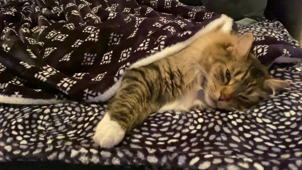 Cat so comfortable under blanket sleeping like a baby then responds