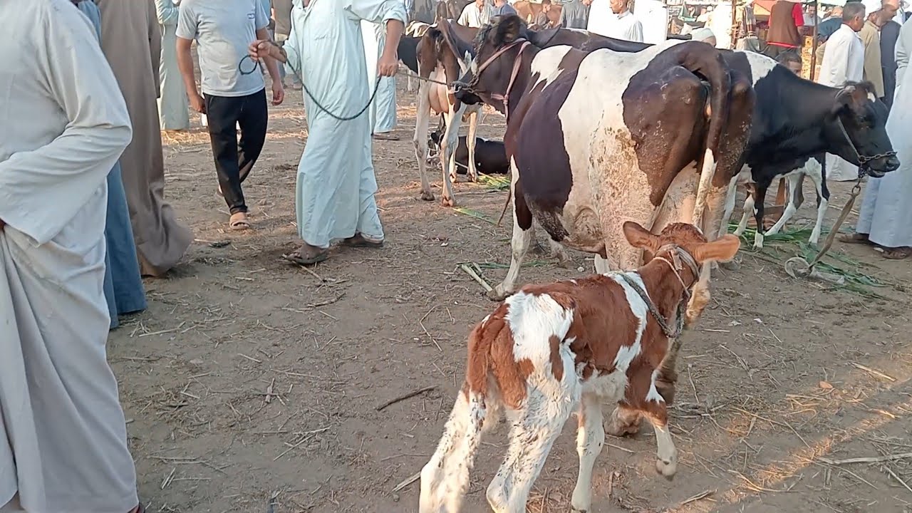 اسعار البقر الوالد والعشر واللبن في سوق ابو حمص بحيره يوم 19/8/2025