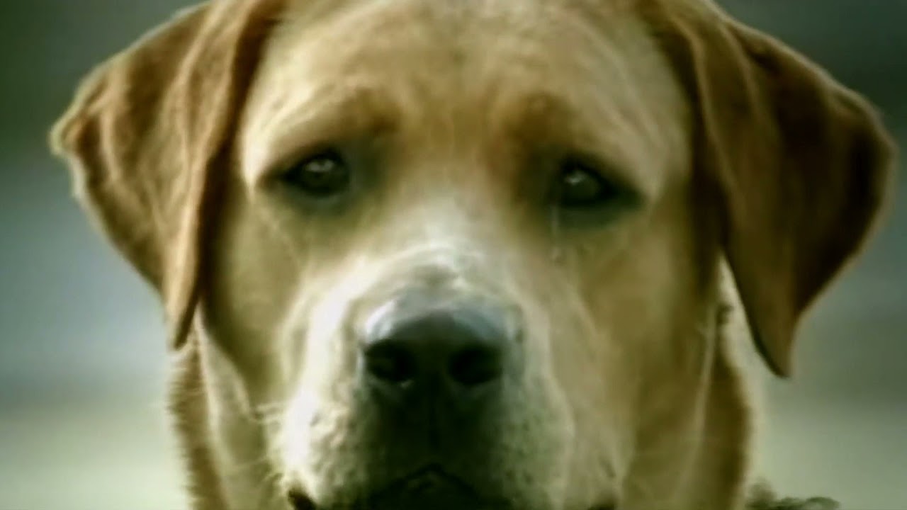 Bridgestone Commercial (HD) | Dog&acute;s suicide | 2003 | BBDO