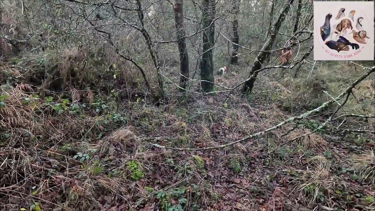 Chasse à la bécasse avec Only des secrets d'une reine, une braque française