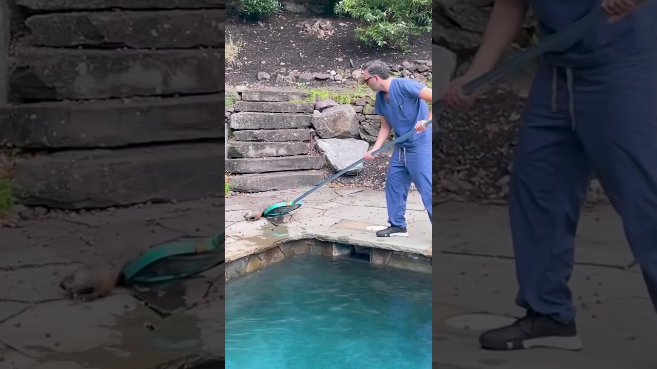 Doctor Jumps Into Action After Seeing Someone Struggling In His Pool | The Dodo