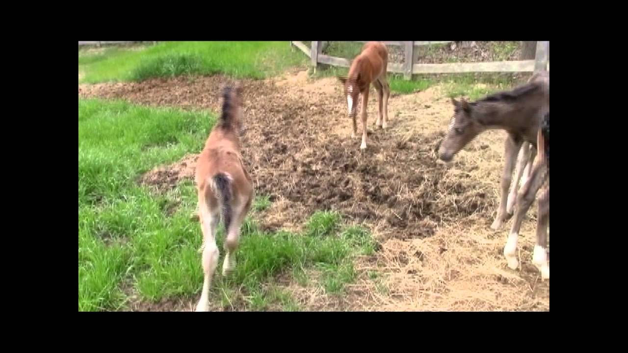 April 2016 DETC's Nurse Mare Foals first day in the padock