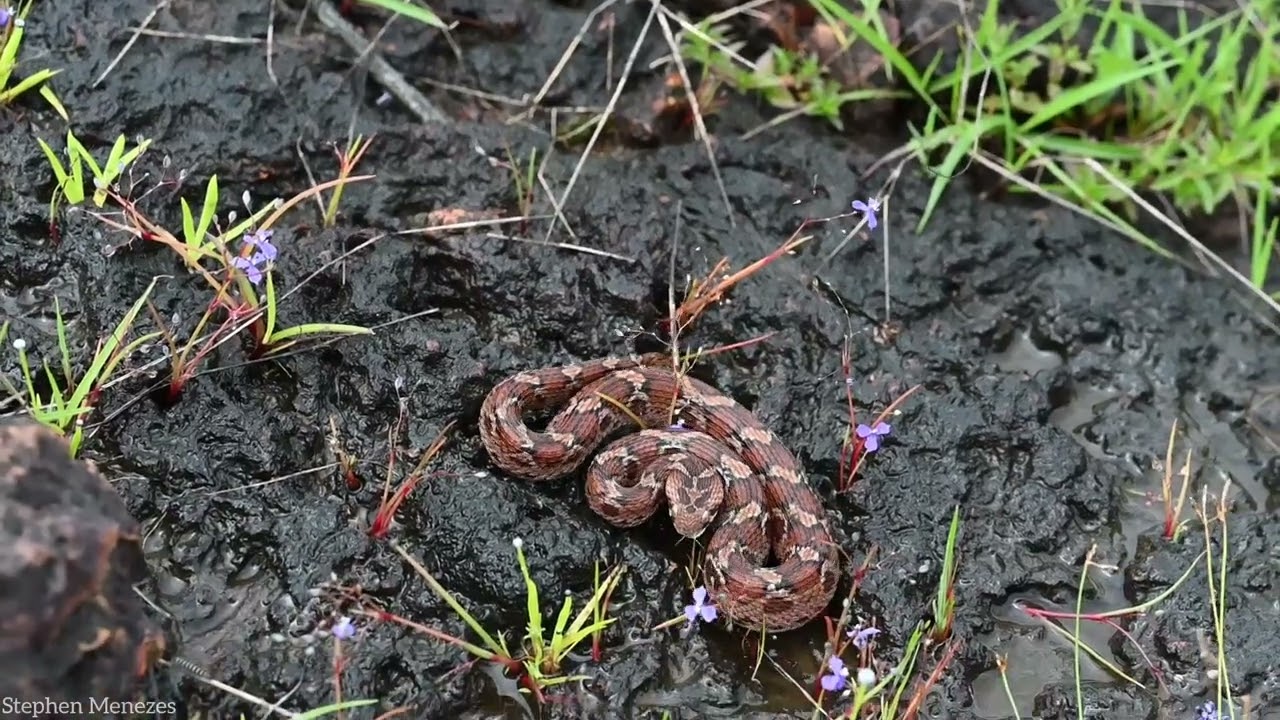 Saw-scaled viper attack 