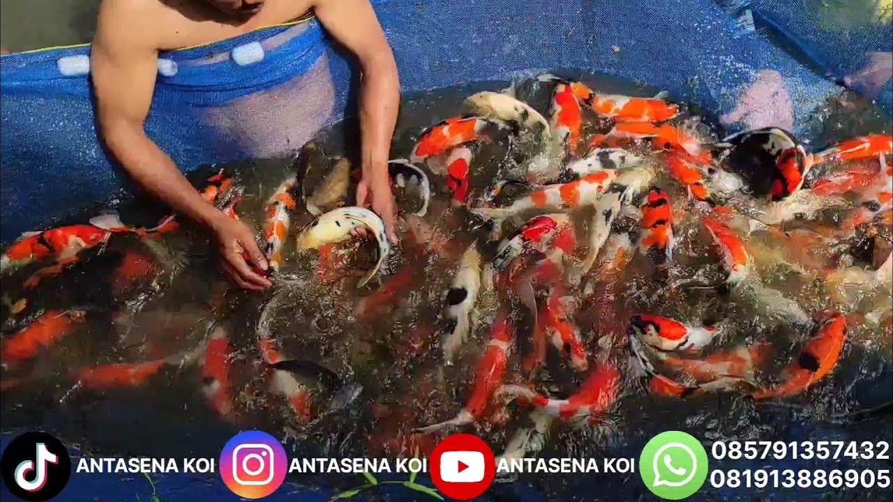 GILA! Panen KOI SHOWA SHIRO Awal 2026 🔥 Harga Murah, Kualitas Export