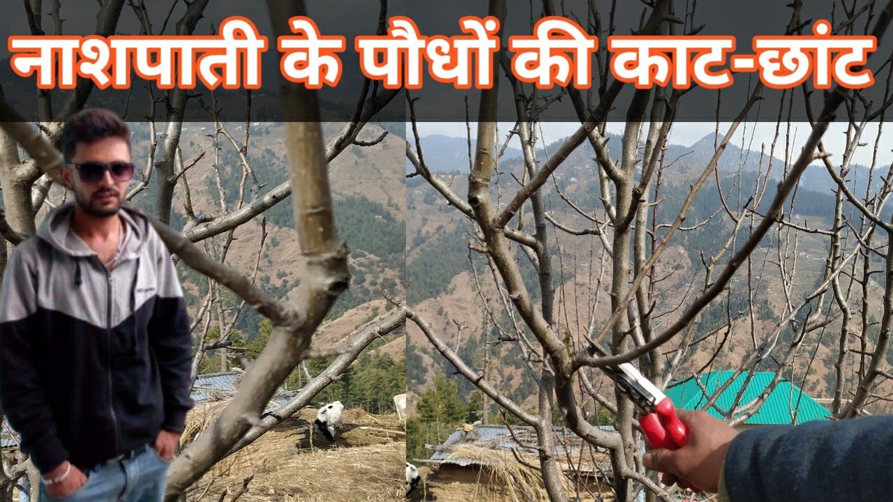 nashpati ke paudhe ki pruning kaise karen
