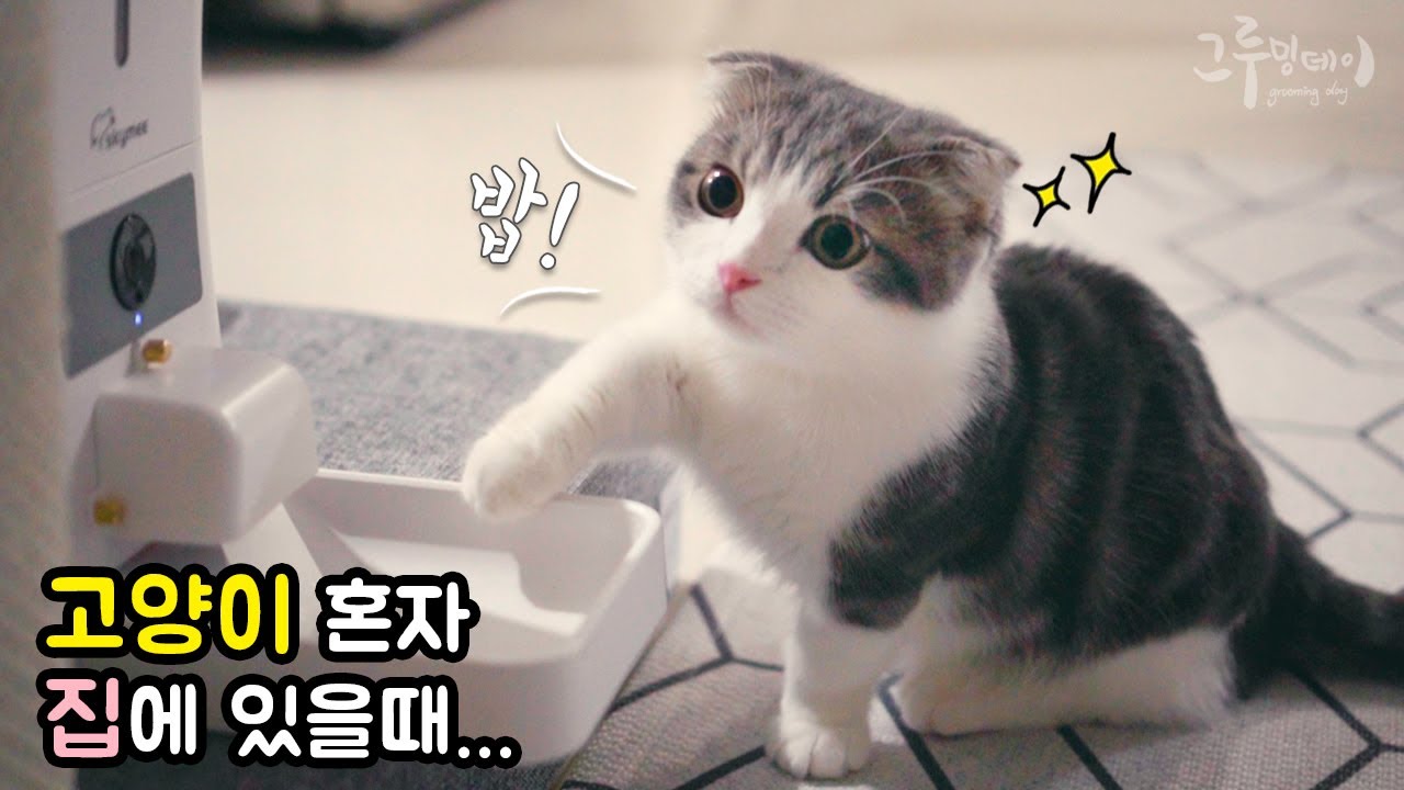 고양이 혼자 집에 있을 때 휴대폰으로 지켜보고 밥도 주는 세상 cat vlog