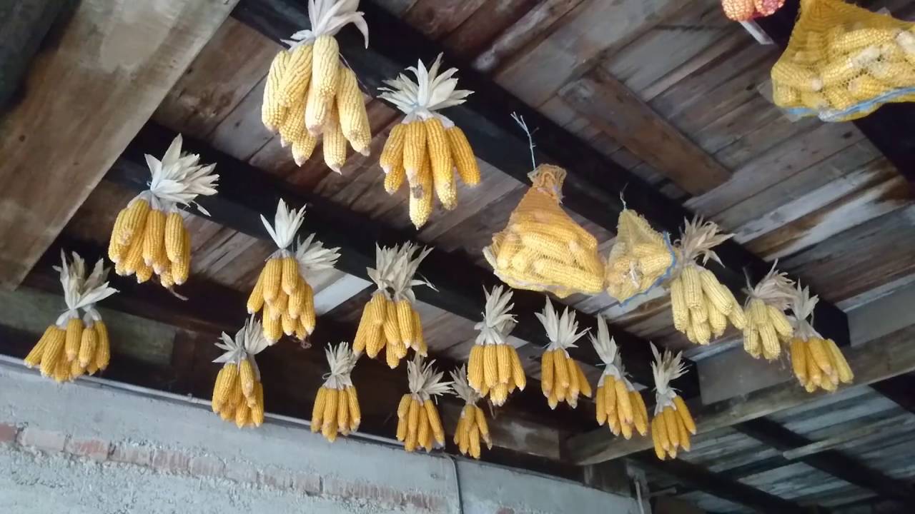 The hanging corns (Ohlungen - 2013)