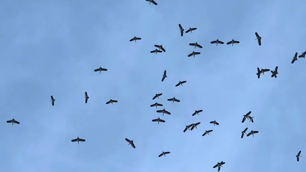 What Are These Huge Birds Flying Above?