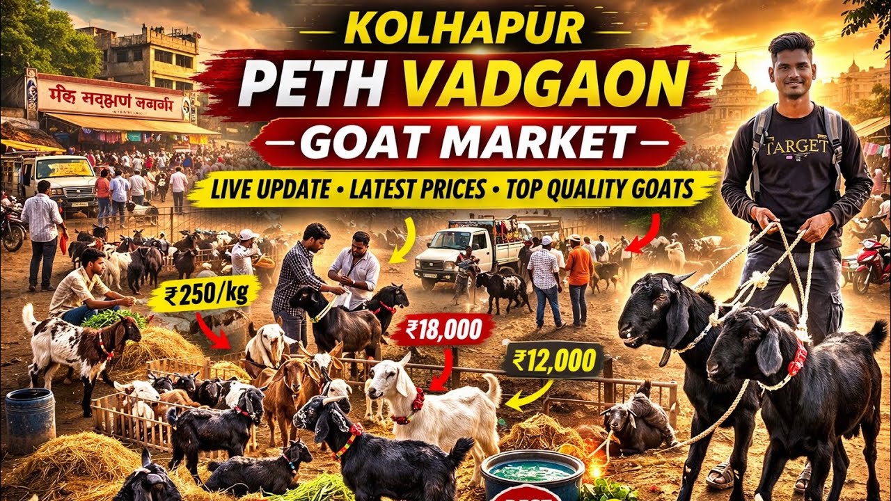 कोल्हापूर पेठ वडगांव शेळी बाजार #शेळीबाजार #goatmarket #goatmarketindia 