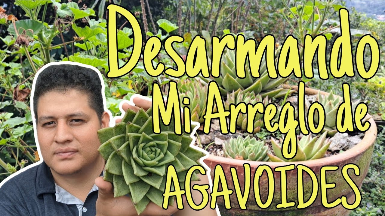 Los Nematodos arruinaron mi arreglo de agavoides 😭🌱🐛