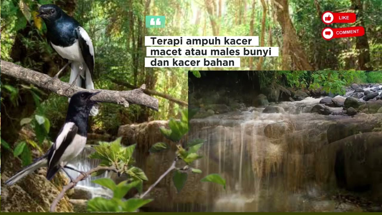 Terapi ampuh burung kacer macet/ males bunyi, dan kacer bahan agar cepat gacor....!!! 