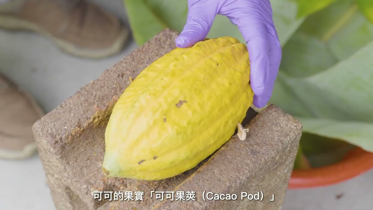 可可豆生產過程(以台灣農園進行採訪)