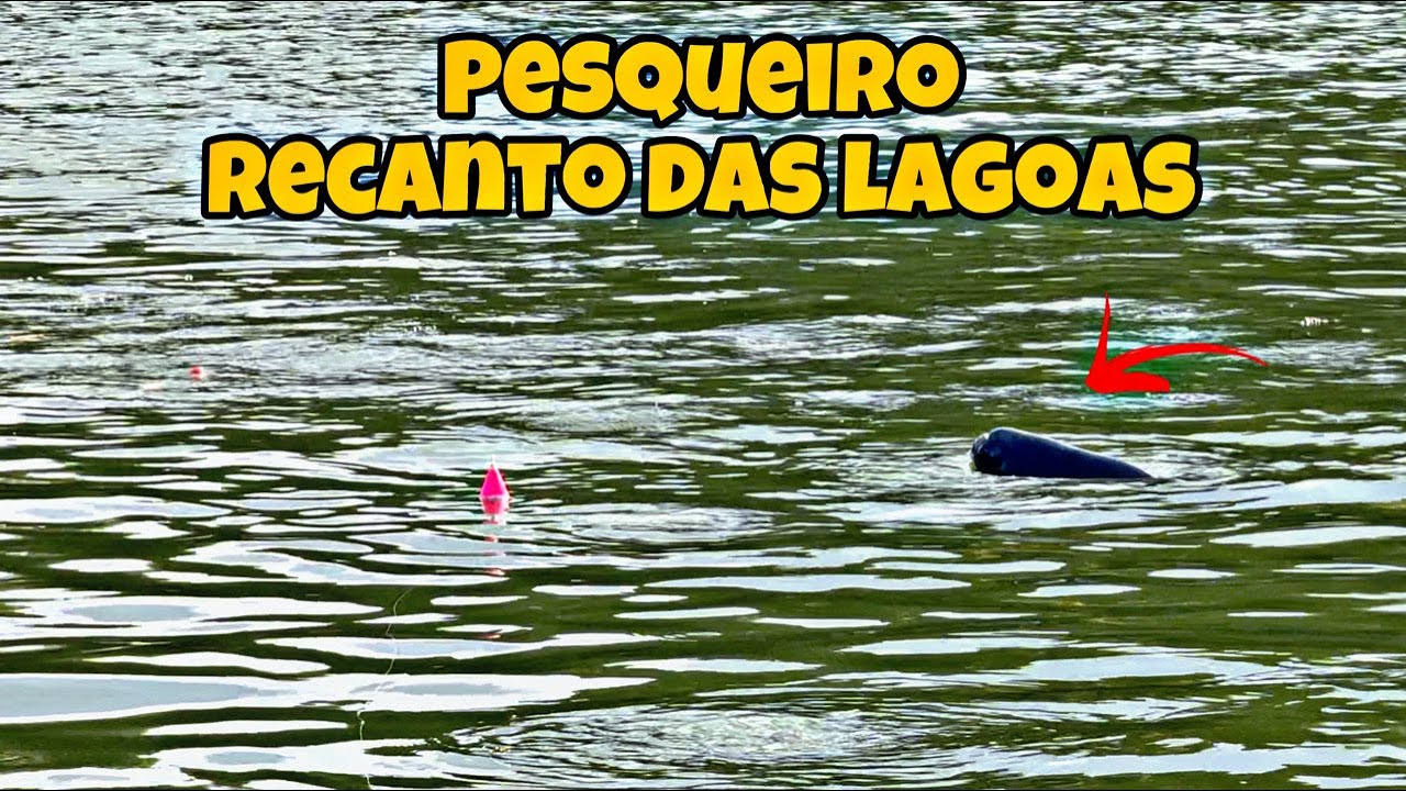 RECANTO DAS LAGOAS - Como selecionar os TAMBAS maiores!