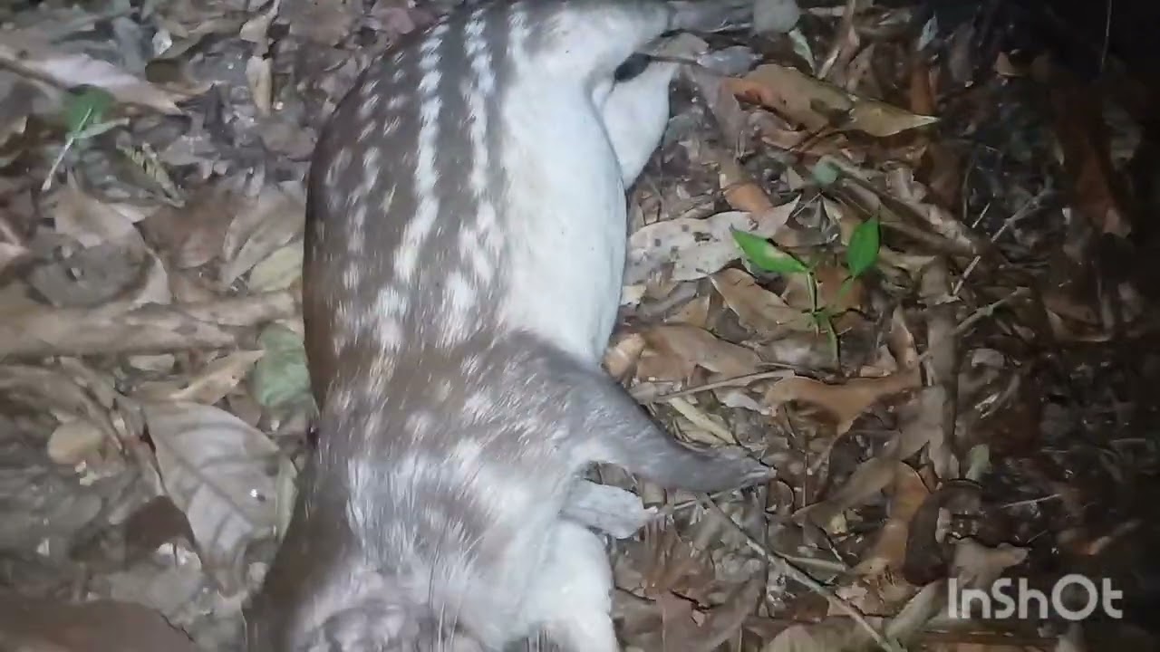 Espera de paca no pé de manga com resultado 