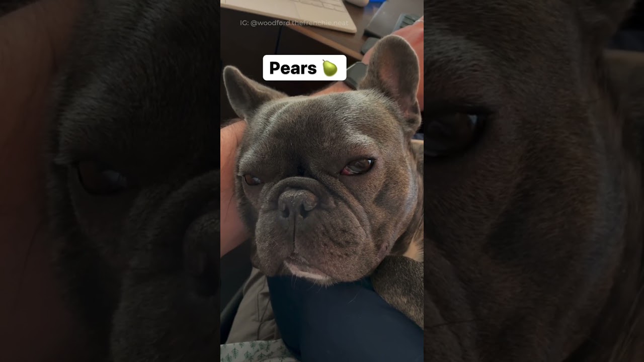 Did someone say *******? Funny french bulldog video