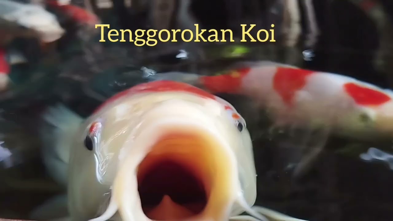 Tenggorokan Koi