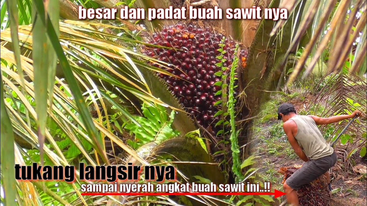 MEMANG TERBUKTI..!! SAWIT BIBIT UNGGUL INI BUAH NYA BESAR DAN PADAT || PANEN MODAL KETAJAMAN