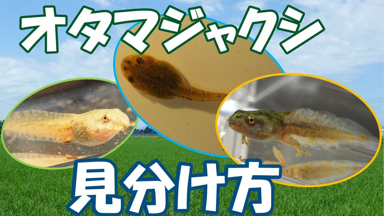 オタマジャクシの見分け方　～田んぼ編～【ニホンアマガエル、ヌマガエル、トウキョウダルマガエル】