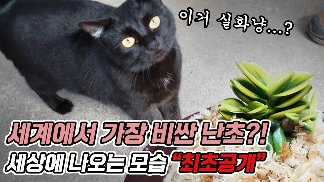 세계에서 가장 비싼 난초는?! 촉당 5억짜리 