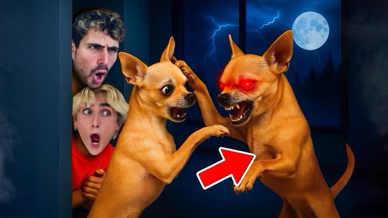 OUR DOG HAS A EVIL TWIN…😰😱